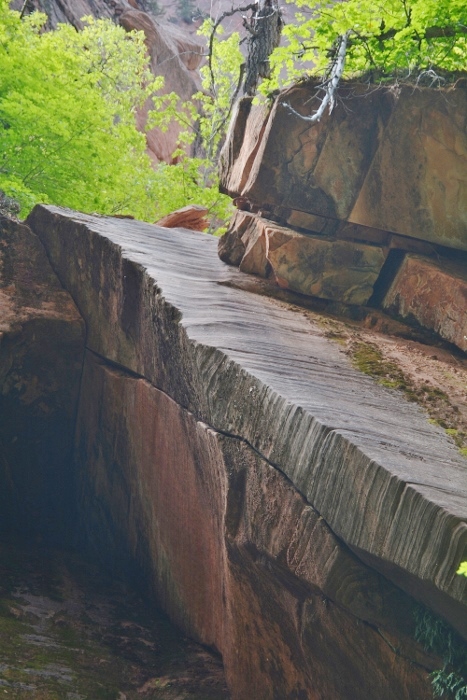 Along the Middle Fork of the Taylor Creek Trail